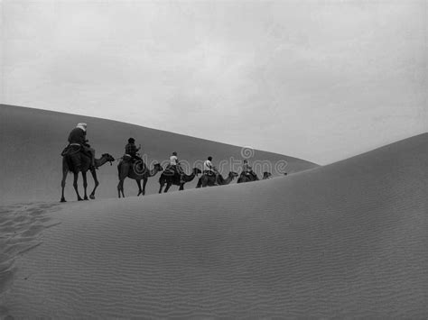 Sahara desert camels stock photo. Image of photograph - 262190554