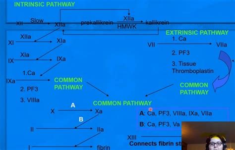 Secondary Hemostasis And Fibrinolysis Flashcards Quizlet