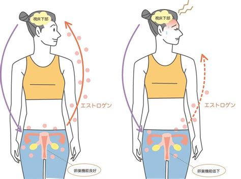 マジックピルって知ってる？】プレ更年期＆更年期世代必見！将来の自分を守る「簡単エクササイズ」」の画像動画一覧1枚目 ヨガジャーナルオンライン