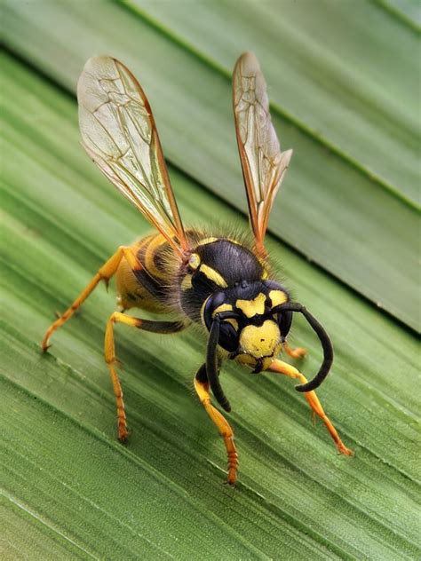 Difference Between Wasp and Hornet | Compare the Difference Between ...