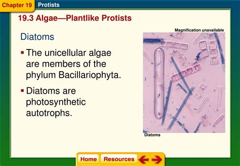 Ppt Chapter 19 Protists Powerpoint Presentation Free Download Id6404743