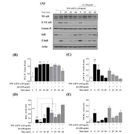 Effects Of Ag On Translocation Of Nf B In Hacat Cells Cells Were