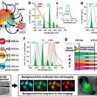 Principle Of The FRET Nanoprobe For Advanced In Vivo Imaging A Up To