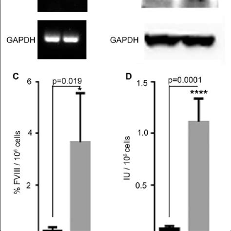 Assessment Of Fviii Expression By Transduced Pmscs Rt Pcr A And