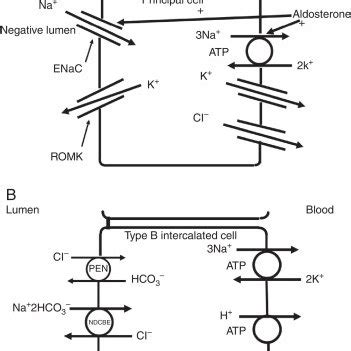 -Causes of hyperchloremia. Pseudohyperchloremia High amounts of serum... | Download Table