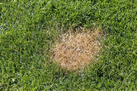 5 Lawn Diseases You Need To Know Treatment And Prevention