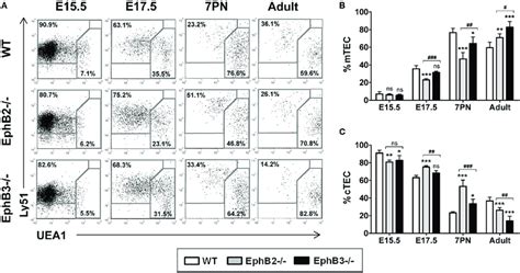 Thymic Epithelial Cell Tec Subsets Defined According To Ly51 And