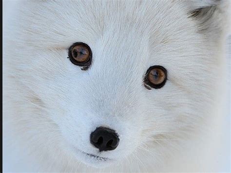 Arctic foxes - Arctic Animals