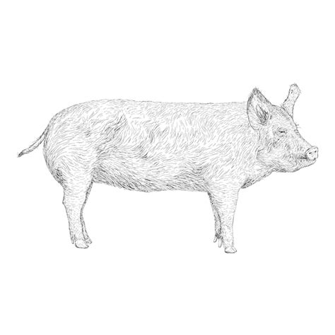 Premium Vector Hand Drawn Design Of Pig Illustration