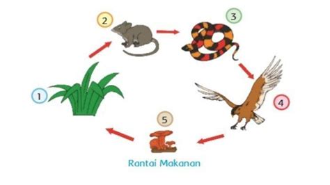 Kunci Jawaban Buku Tematik Kelas 5 Sd Tema 5 Halaman 56 59 Rantai Makanan Halaman All