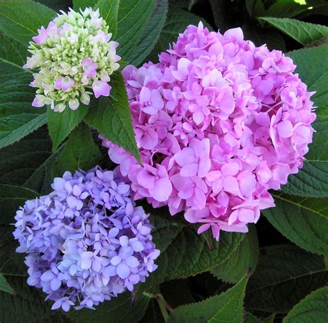 hydrangea