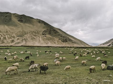 The Road to Hanle, Ladakh – EARPEACE