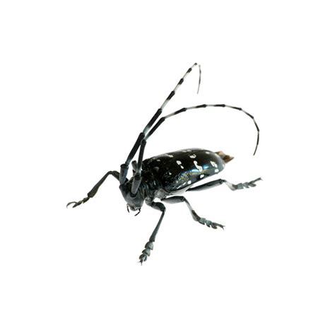 Citrus Long-Horned Beetle Identification | New Mexico Pest Control