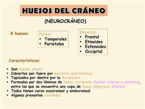 Huesos del Cráneo Paz Escobar uDocz