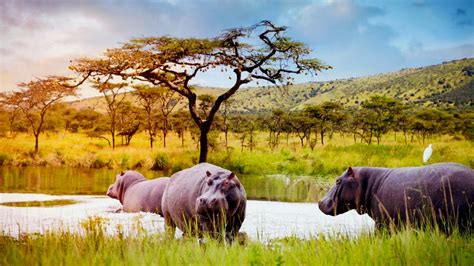 Akagera National Park Authentic Wild African Safaris