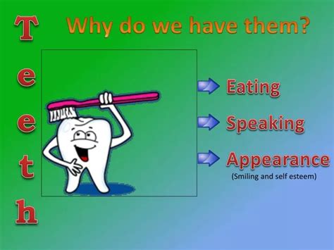 Ppt Teeth Powerpoint Presentation Free Download Id9648590