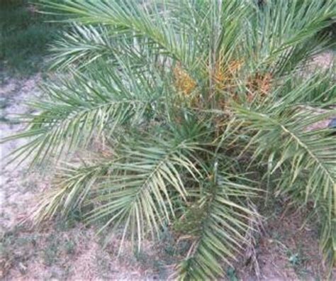 Phoenix loureiroi v humilis - Dwarf Date Palm - Seeds | eBay