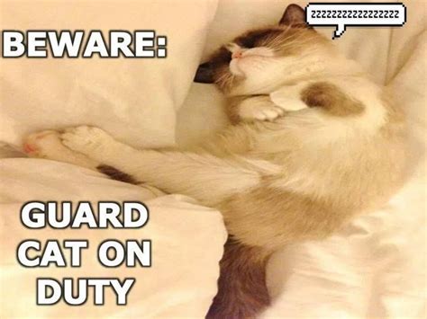 Tard is on guard duty. Grumpy Cat meme #GrumpyCat | Grumpy cat meme, Grumpy cat, Cat memes