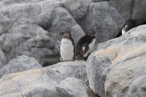 Breeding success raises hopes for future of endangered African penguin