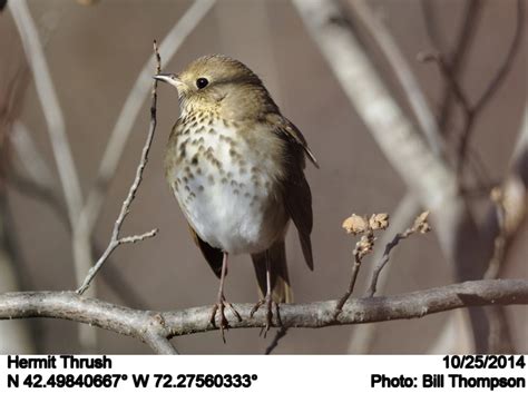 Hermit Thrush Hermit Thrush Photographed At The Powerline Flickr