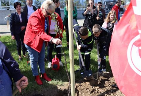 Komunalac U Suradnji S Podravkom I Gradom Koprivnica Posadio Novu Umu