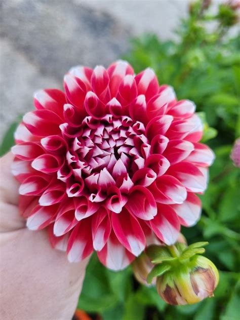 Dahlia Dalina® Maxi Tampico 6 Pot Hello Hello Plants