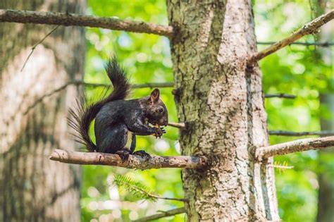 La ardilla negra se sienta en un árbol y come Foto Premium