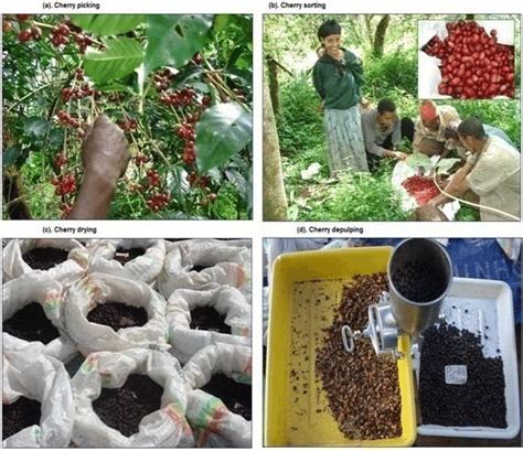 Coffee Cherry Collecting And Processing Activities In The Natural