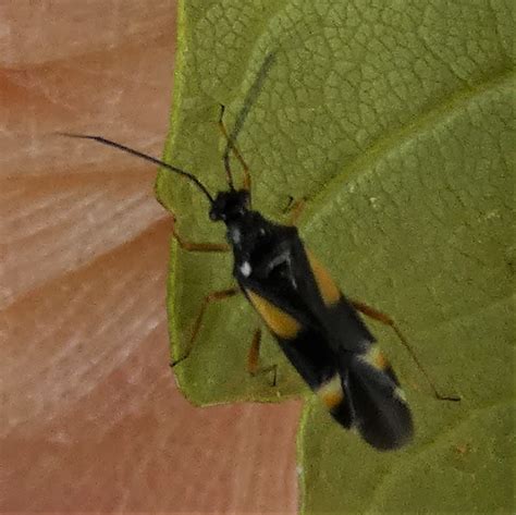 Vierfleck Eichenwanze Dryophilocoris Flavoquadrimaculatus Flickr