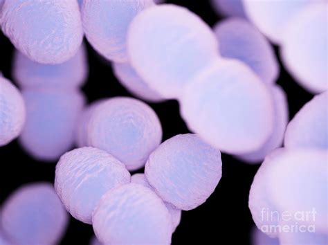 Enterococcus Bacteria Photograph By Sebastian Kaulitzkiscience Photo