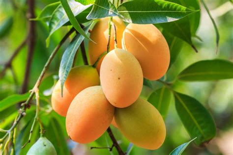 Health Benefits Of Mango 10 Reasons To Have More Mangoes This Summer