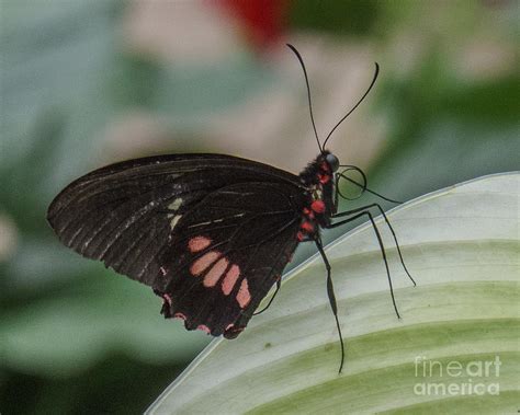 Butterfly 7 Photograph By Christy Garavetto Fine Art America