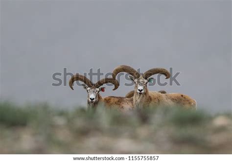 6 Ovis Aries Anatolica Images, Stock Photos & Vectors | Shutterstock