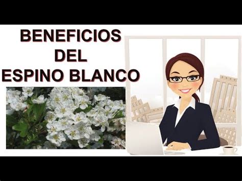 BENEFICIOS DEL ESPINO BLANCO YouTube