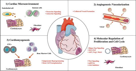 Cardial regeneration involves multiple mechanisms. Representative ... 