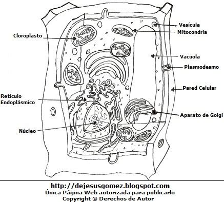 De Jesus G Mez Dibujos De Celula Vegetal Indicando Partes Para