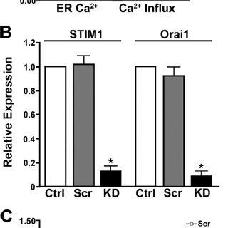 E2 Inhibits SOCE And STIM1 Oligomerization In HEK293T Cells A