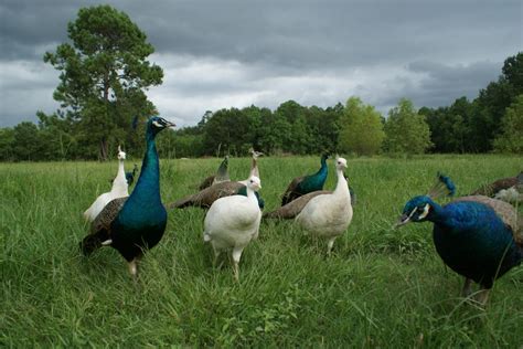 yearling peahen eggs?