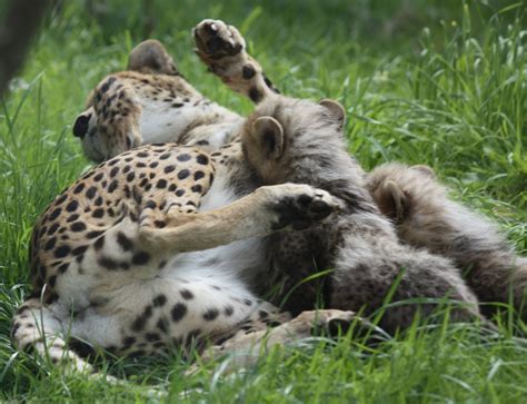 Cheetah And Cubs Chester Zoo Cheetah And Cubs Chester Zoo Flickr