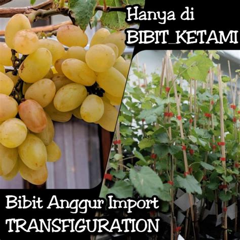 Jual Bibit Anggur Import Transfiguration Kategori Standart Original