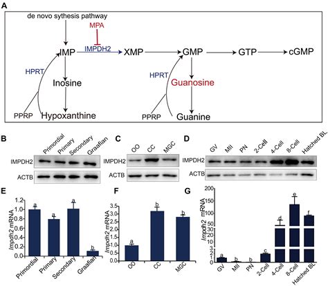 Inosine Pathway