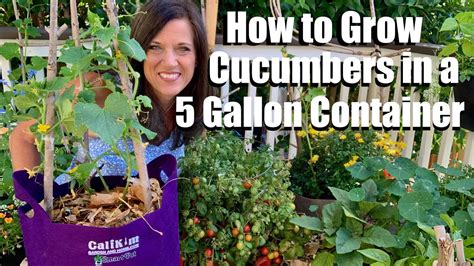 How to Grow Cucumbers in a 5 gallon Container, DIY Trellis/ Container ...