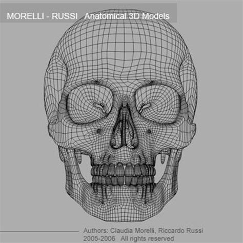 human skull 3d model