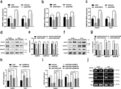 Hotair Epigenetically Suppressed Mir Through Dnmts In Hcc Cells