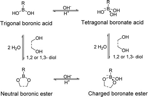 Dynamic Equilibrium Of Boronic Acid With 1 2 Or 1 3 Diols In An Aqueous