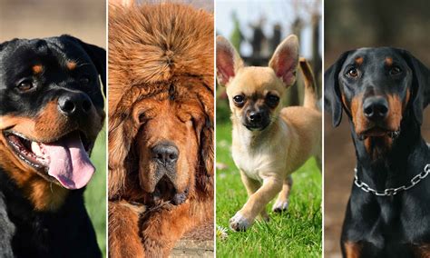 Russian Prison Guard Dog Breed 9