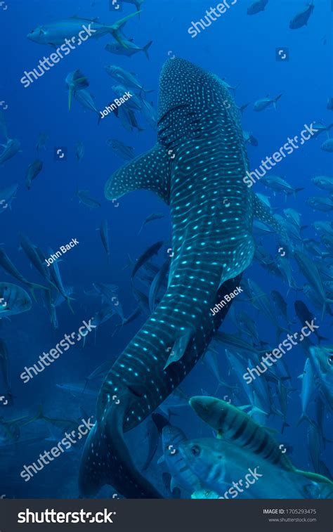 Stunning Image Large Whale Shark Swimming Stock Photo 1705293475 | Shutterstock