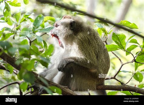 Crab Eating Macaque Macaca Fascicularis Or Long Tailed Macaque