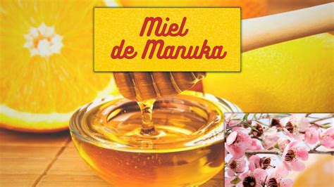 Les 5 Meilleurs Miels de Manuka Musée de l abeille