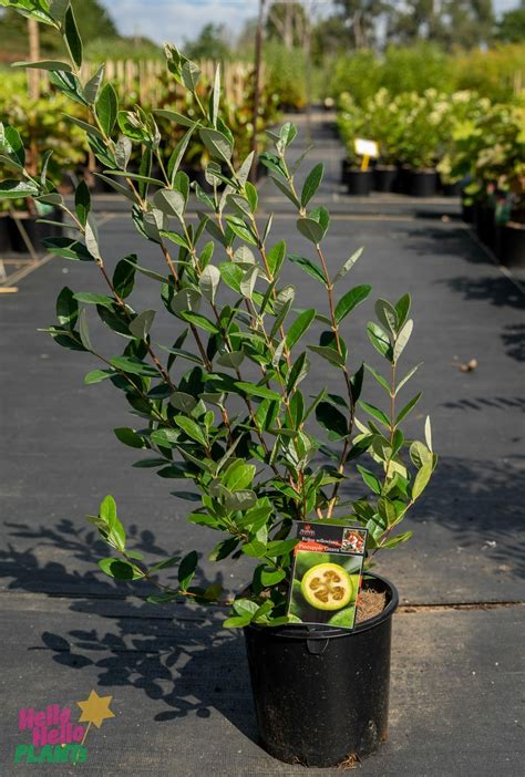 Feijoa Pineapple Guava 8 Pot Hello Hello Plants